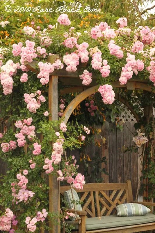 Плетистая роза у беседки фото A Rare Climber: Maid of Kent - Rose Gallery Forum - GardenWeb Climbing roses, Co