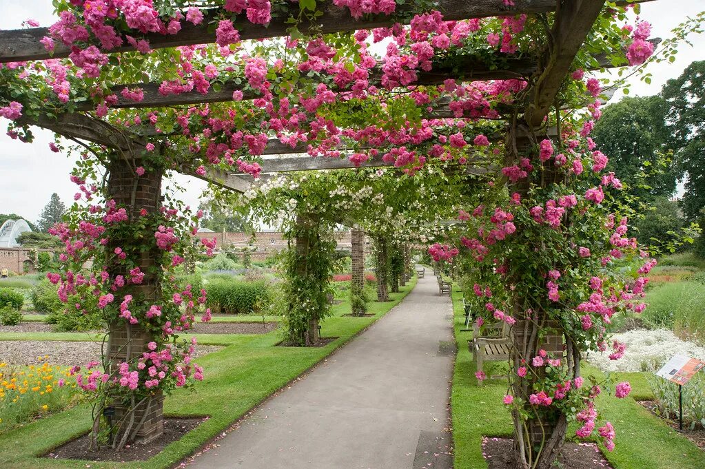 Плетистая роза у беседки фото Rose pergola Rose pergola Kew on Flickr Flickr