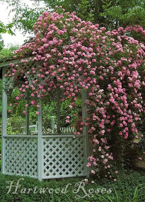 Плетистая роза у беседки фото Hartwood Roses: Weekend Garden Touring Garden tours, Beautiful flowers garden, H