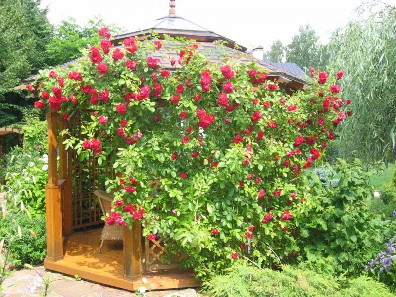 Плетистая роза у беседки фото Фото-СергейД-плетистая роза