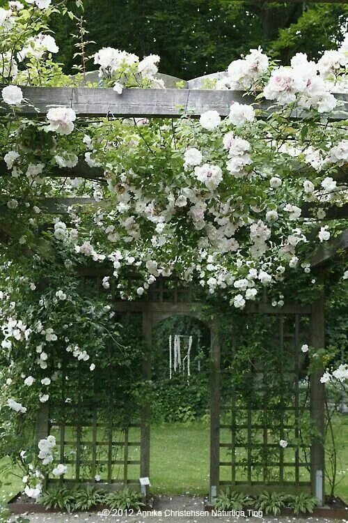 Плетистая роза у беседки фото Pin on Garden Gate Design Ideas