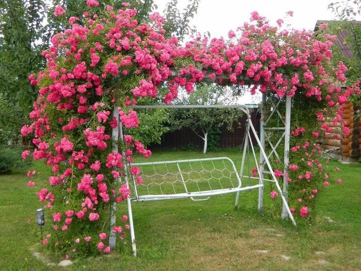 Плетистая роза в саду фото оформление "Моя дача": цветники, пруд, баня, беседка с барбекю и казаном Искусство устройст