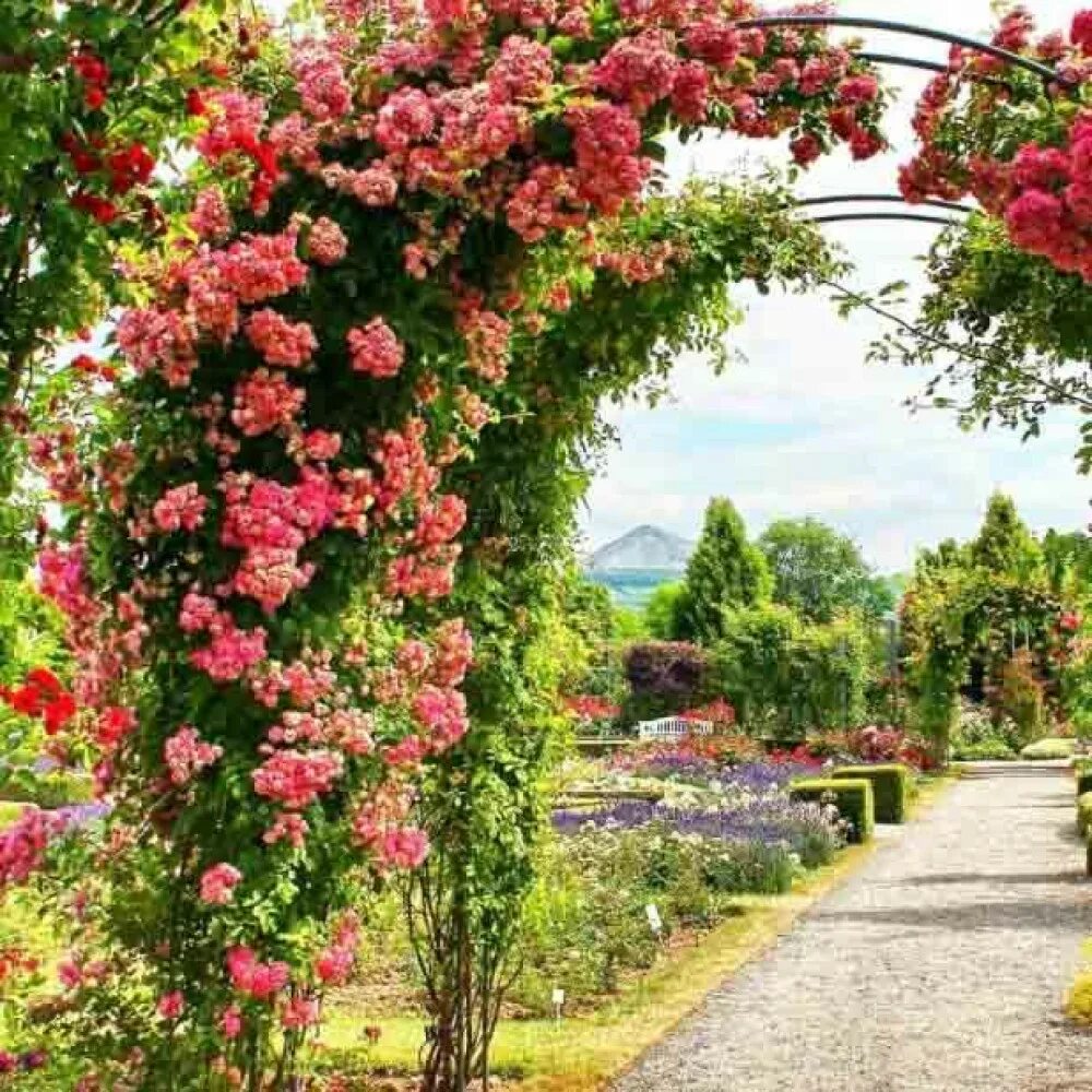 Плетистая роза в саду фото оформление Роза плетистая Rose Garden купить саженцы почтой из питомника "АГРОФОНД"