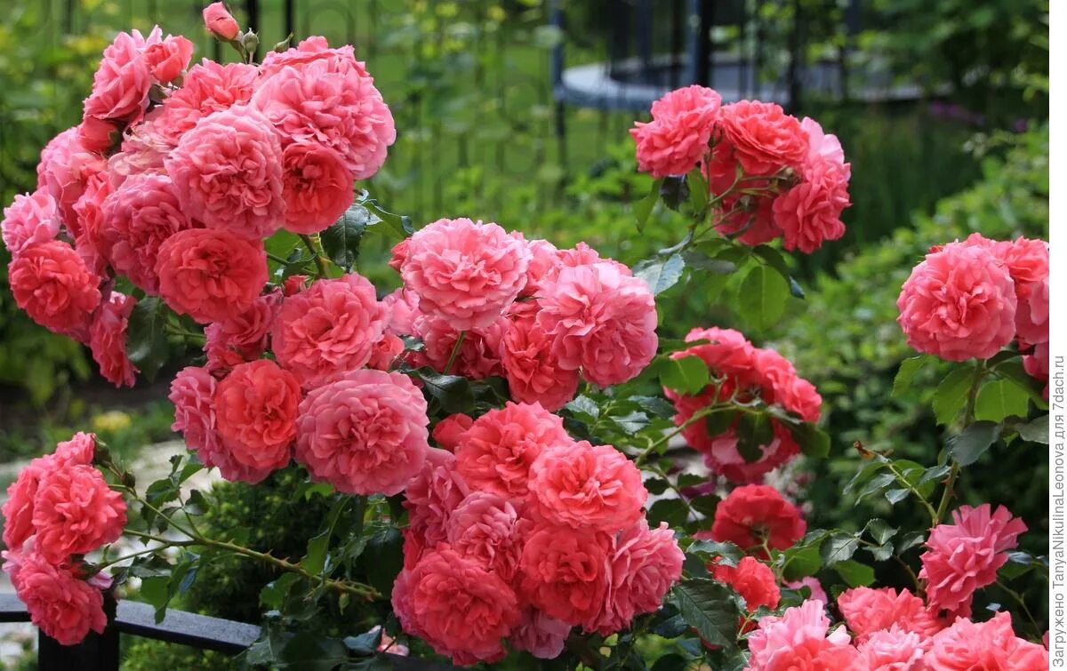 Плетистая роза ютерсен фото Роза Розариум Ютерзен (Rosarium Uetersen). Описание сорта, выращивание и уход. Ф