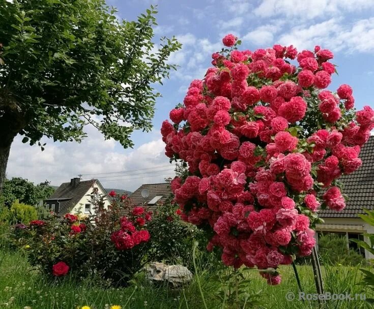 Плетистая роза ютерсен фото третьегодка Rosarium Uetersen