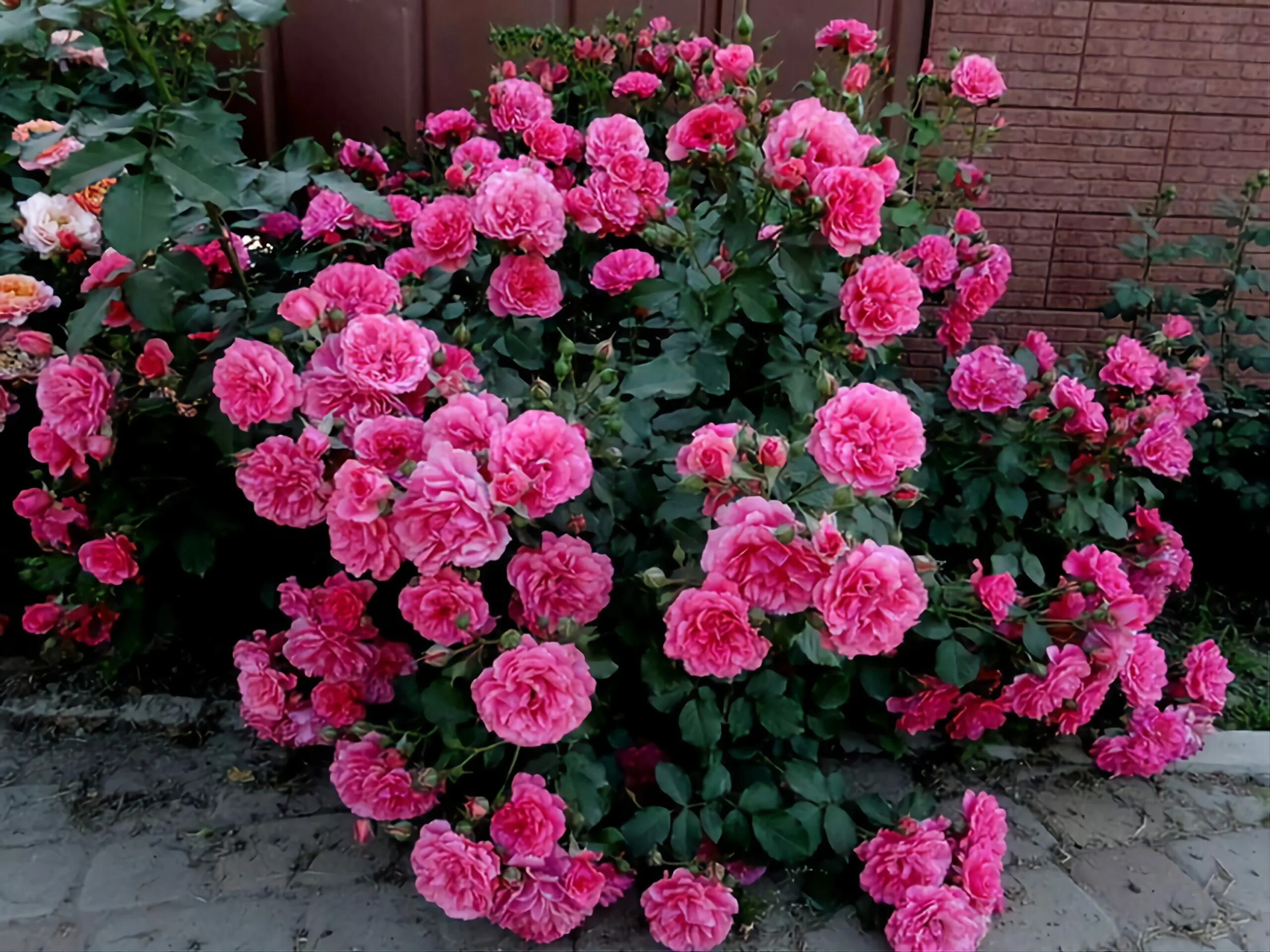 Плетистая роза ютерсен фото #9989 Заказать Роза Розариум Ютерсен (Rosarium Uetersen) Клаймбер из питомника р