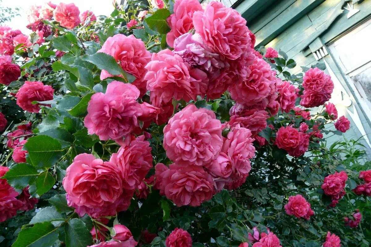 Плетистая роза ютерсен фото Роза rosarium uetersen фото - DelaDom.ru