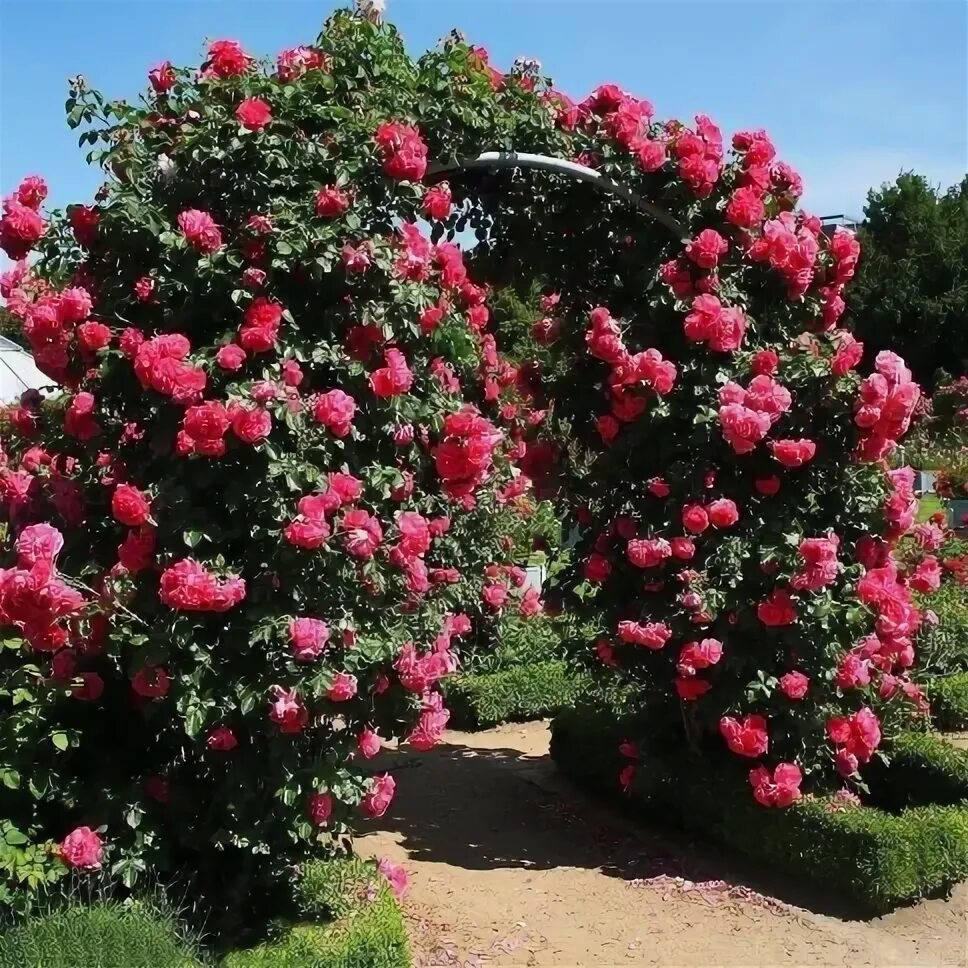 Плетистая роза ютерсен фото Роза плетистая "Розариум Ютерсен (Rosarium Uetersen)" - купить в Москве по цене 