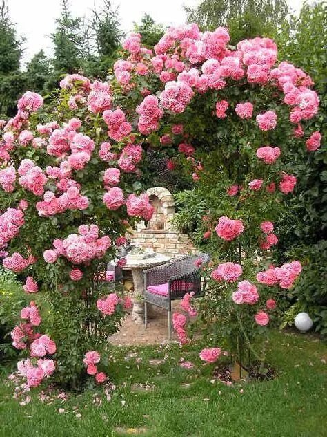 Плетистая роза ютерсен фото Kletterrosen: Jetzt geht’s hoch hinaus Kletterrosen, Kletterrose, Blumen anbauen