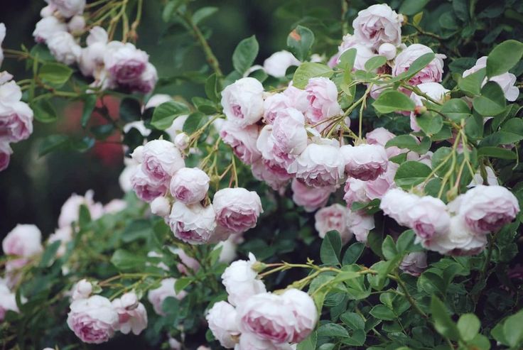Плетистая роза жасмина фото The climbing rose 'Jasmina' by Kordes (2005) can get as high as 300cm and impres