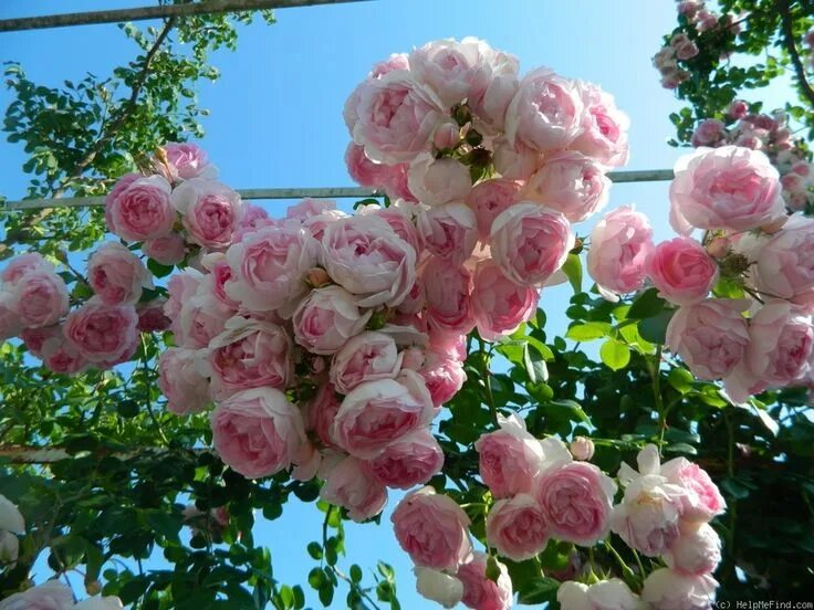 Плетистая роза жасмина фото Jasmina ' Rose Photo Rose flower wallpaper, Flower farmer, Rose