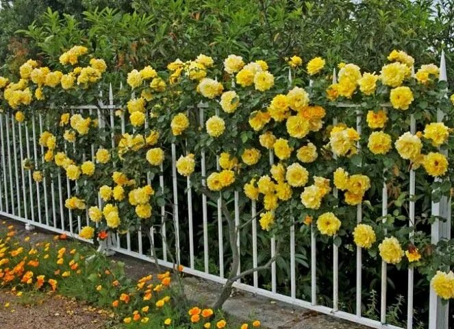 Плетистая желтая роза сорта фото название Plantar rosas, Plantas, Rosales