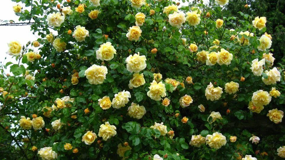 Плетистая желтая роза сорта фото название Easlea's Golden Rambler - Wichuraiana Rose, Plants, Rosa