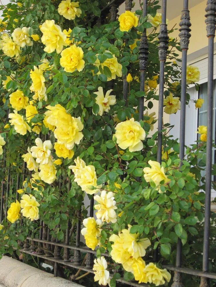 Плетистая желтая роза сорта фото название Golden Showers Climbing roses, Yellow climbing rose, Flowering shrubs