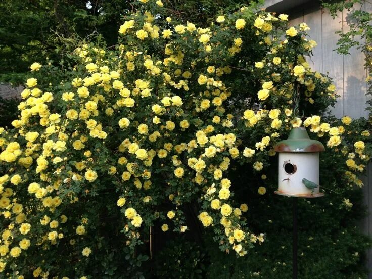 Плетистая желтая роза сорта фото название Rose garden portland, Rose garden landscape, Indoor gardening kit