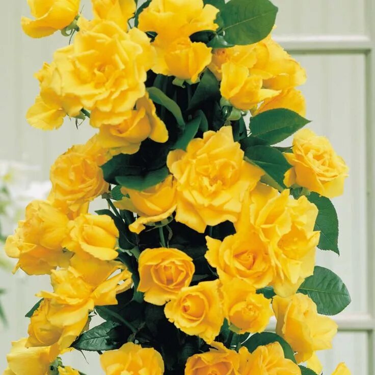 Плетистая желтая роза сорта фото название Golden Showers Climbing Rose Cottage garden plants, Climbing roses, Types of ros