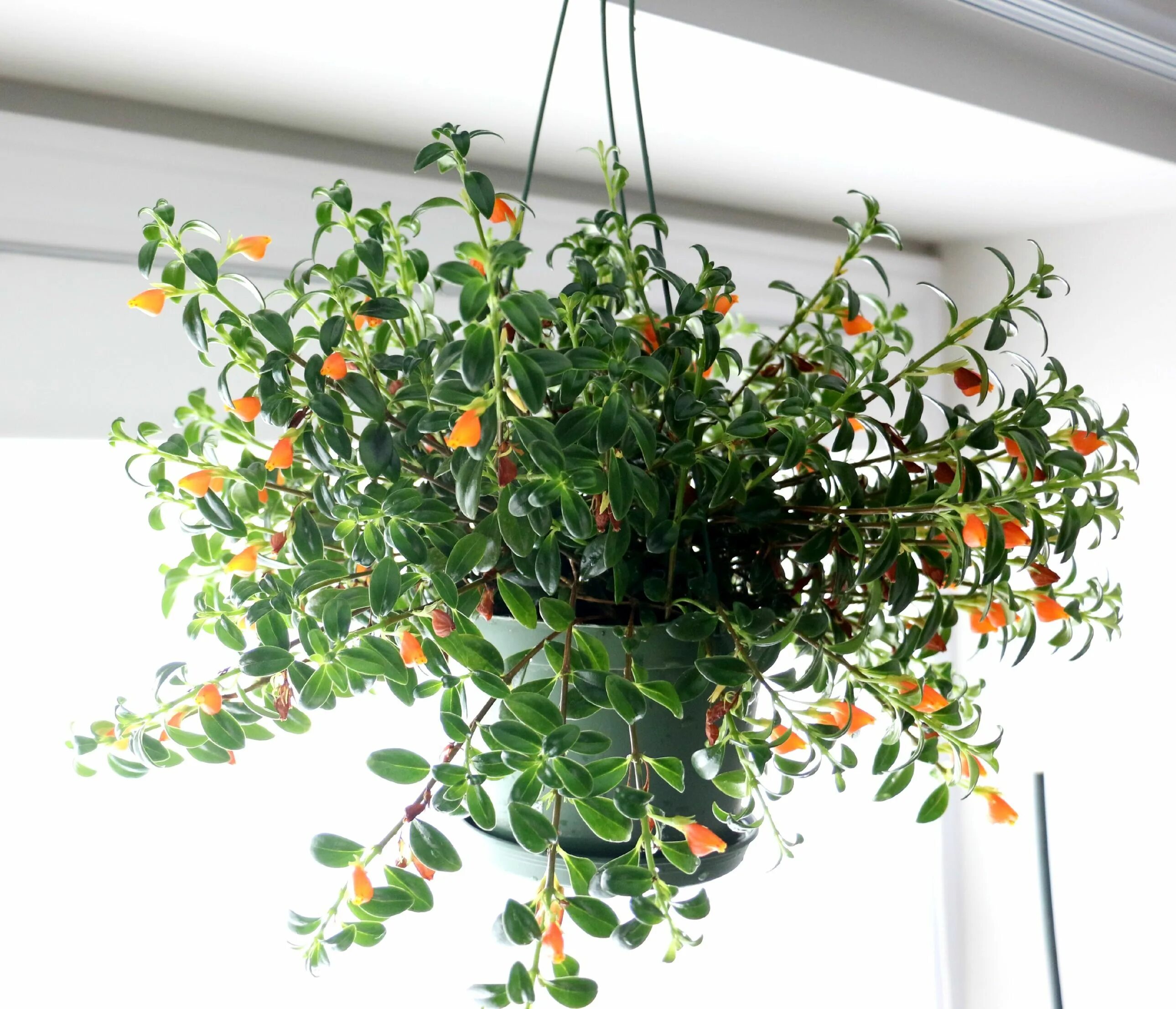 Плетистое комнатное растение фото Guppy, The Goldfish Plant Висячие растения, Лиственные растения, Посадка цветов
