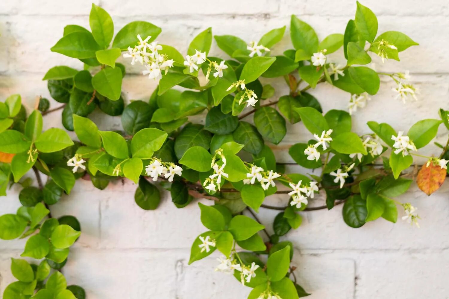 Плетистое комнатное растение фото best evergreen vines for trellis