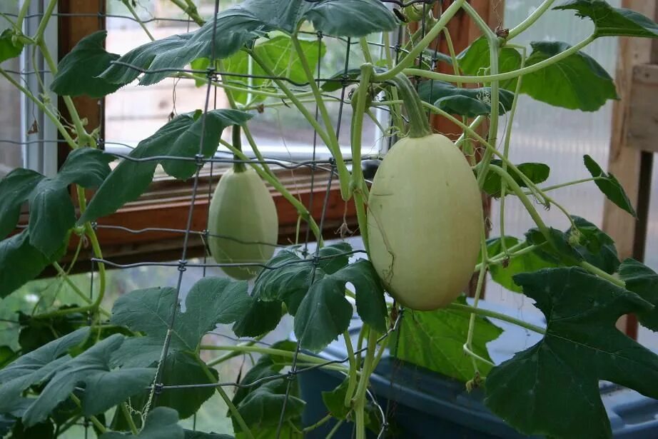 Плетистые кабачки фото Spaghetti Squash Vegetable Plants