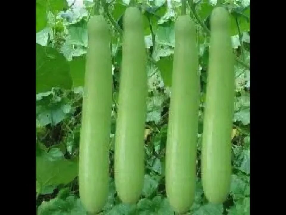 Плетистые кабачки фото BOTTLE GOURD لوکی Lamba dude ka kaddu - YouTube