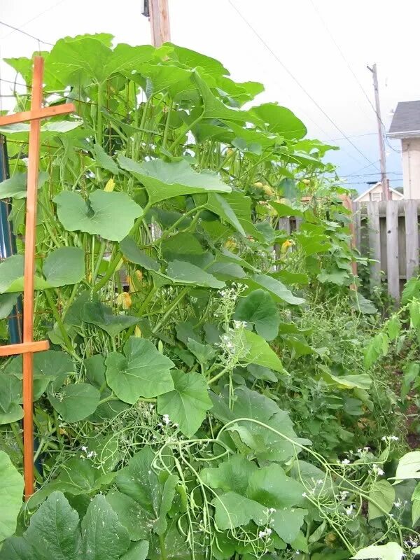 Плетистые кабачки фото Trailing Green Marrow and Gialla Nostrale squash growing up a trellis Squash tre