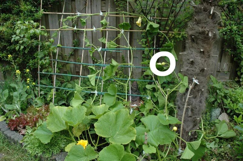 Плетистые кабачки фото Garden Projects Sitemap and Red Kuri (Hokkaido Orange) or Potimarron pumpkin pag