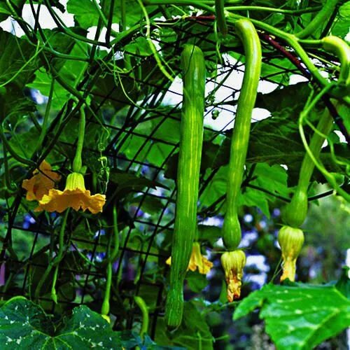 Плетистые кабачки фото Vertical veggies Vertical vegetable gardens, Growing squash, Small space gardeni