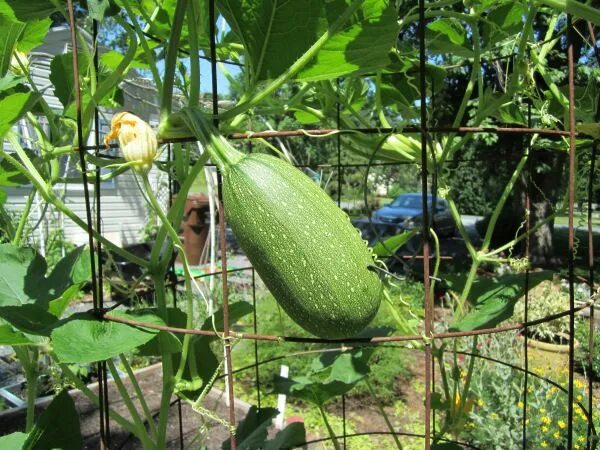 Плетистые кабачки фото spaghetti squash before support Community gardening, Vegetable garden design, Gr