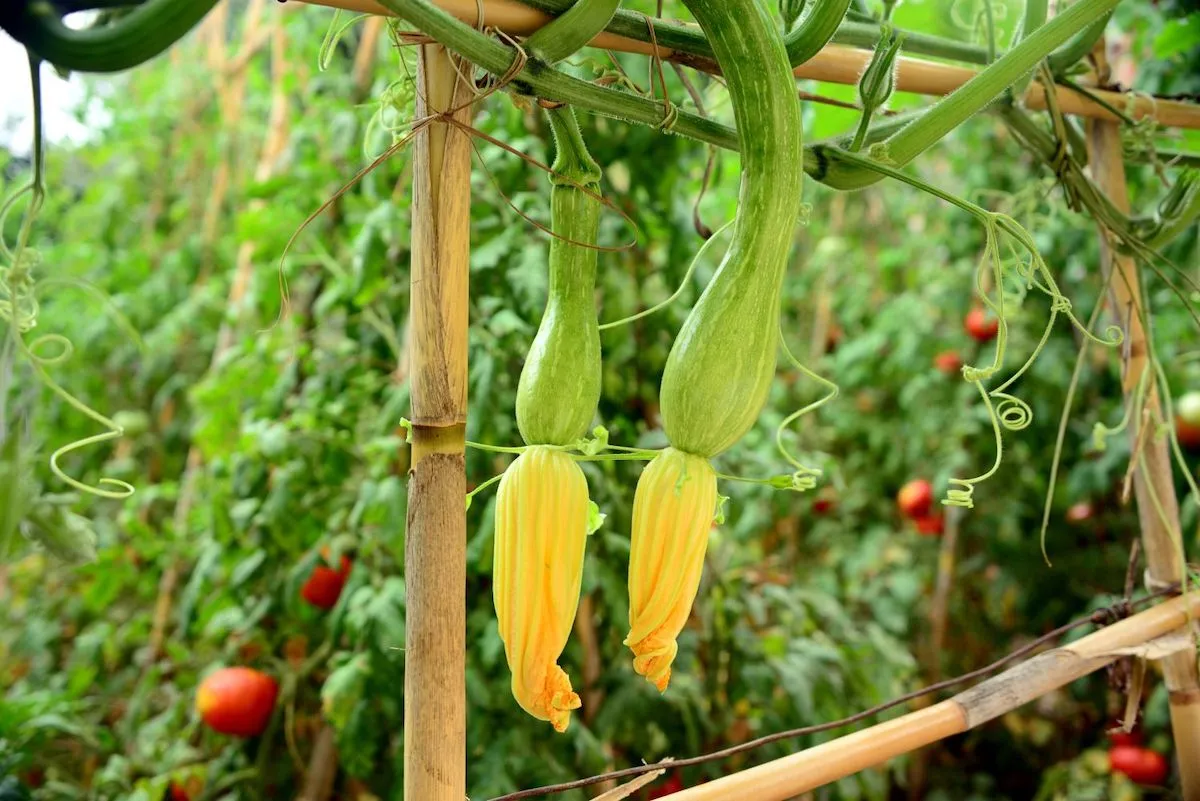 Плетистые кабачки фото Wann können Sie spätestens Zucchini säen?