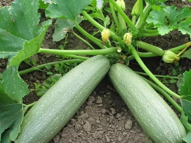 Плетистые кабачки фото Zucchini parthenocarpic - Healthy Food Near Me
