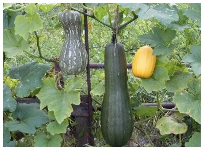 Плетистые кабачки сорта фото Тыква Мускатная - Тыква Ореховая (лат. Cucurbita moschata) семена 20шт - купить 