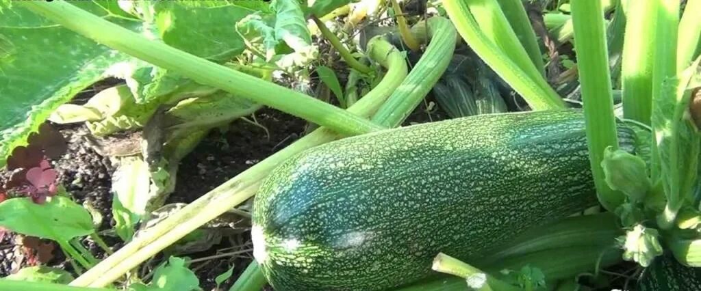 Плетистые кабачки сорта фото Урожай будет хорошим: куда нужно направить плети кабачков в период их роста