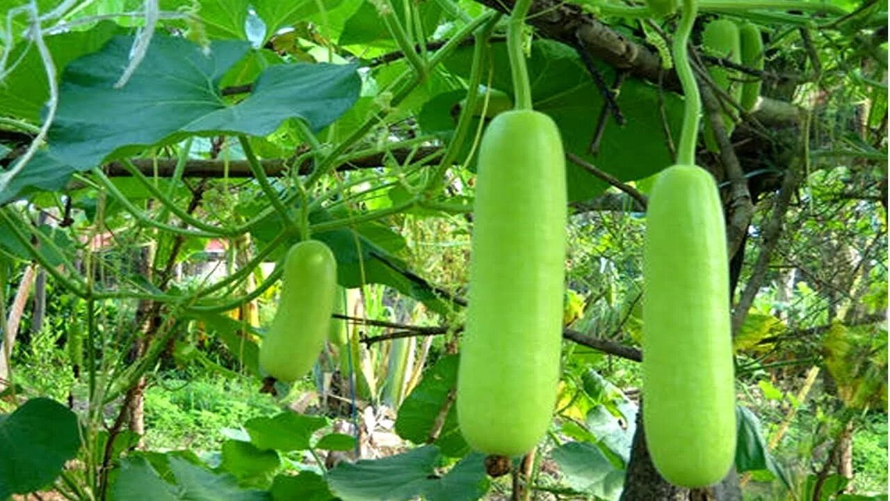 Плетистые кабачки сорта фото गर्मियों में ये 5 सब्जियां शरीर के लिए अमृत होती है Best Fruit and Vegetables fo