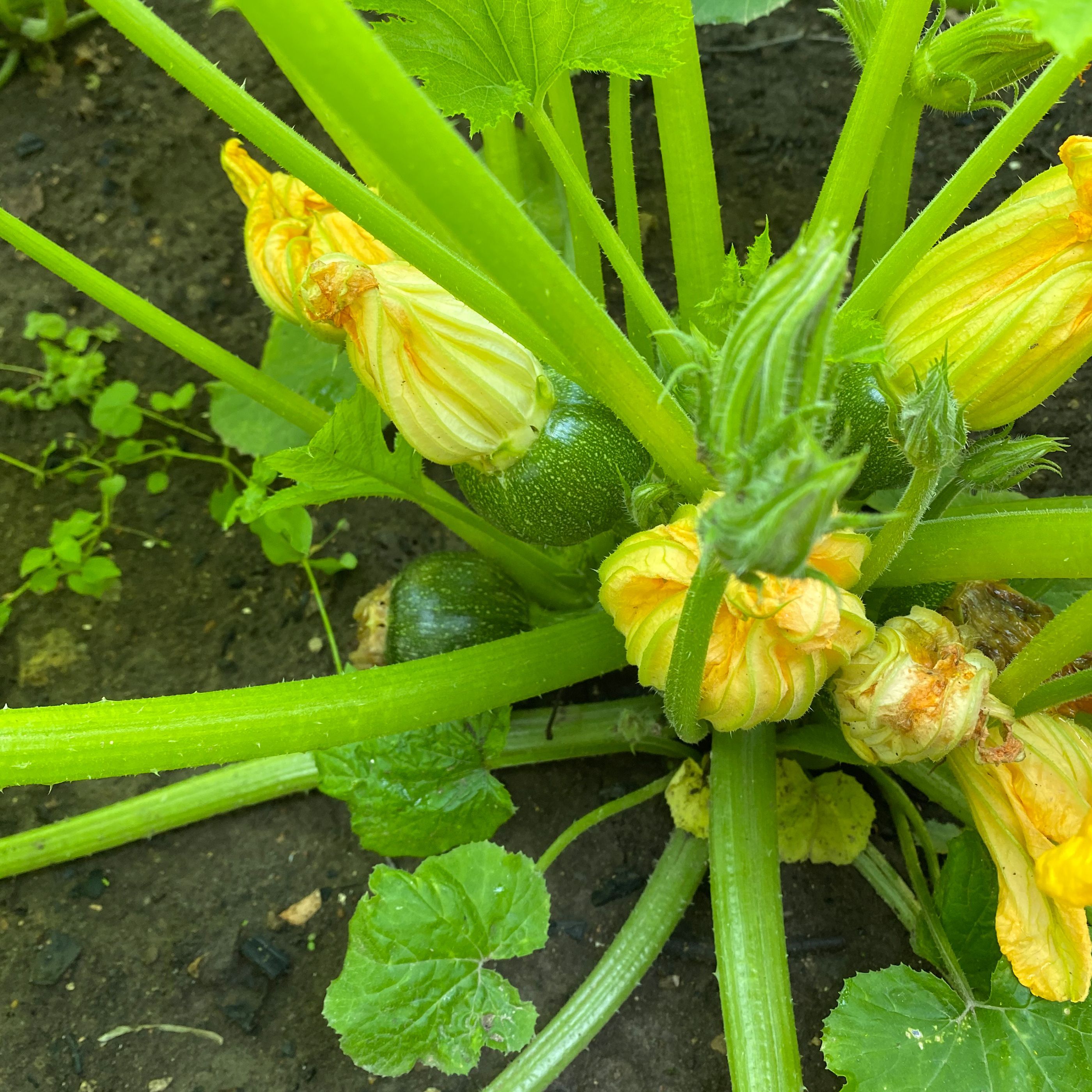 Плетистые кабачки сорта фото Сорта кабачков кустовых для открытого: найдено 90 изображений