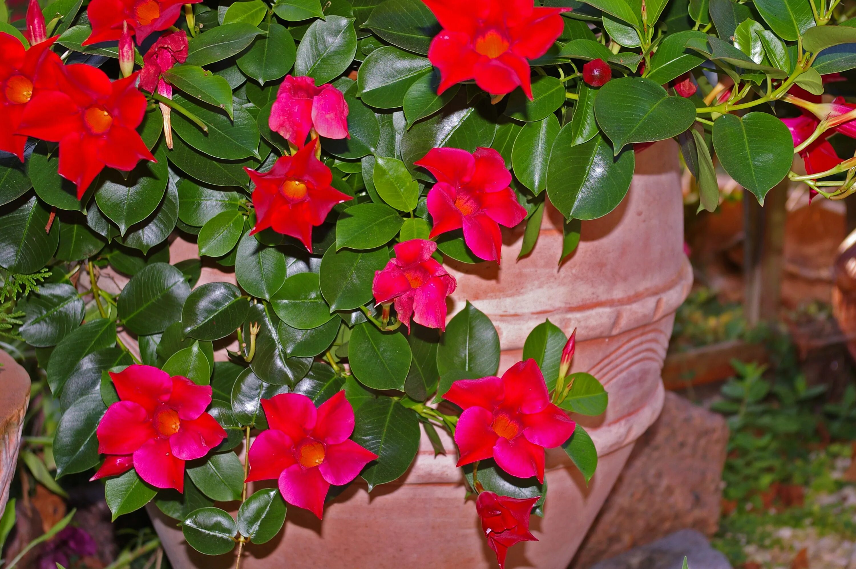 Плетистые комнатные растения с названиями и фото Mandevilla Dipladenia Crop Funnel free image download