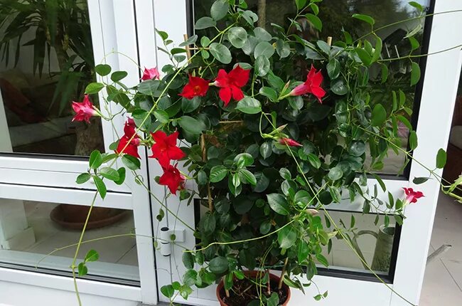 Плетистые комнатные растения с названиями и фото Мандевилла (Mandevilla)