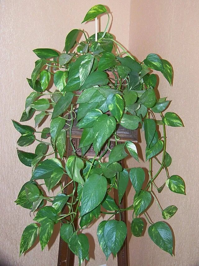 Плетистые комнатные растения с названиями и фото File:Pothos epipremnum aureus.jpg - Wikimedia Commons