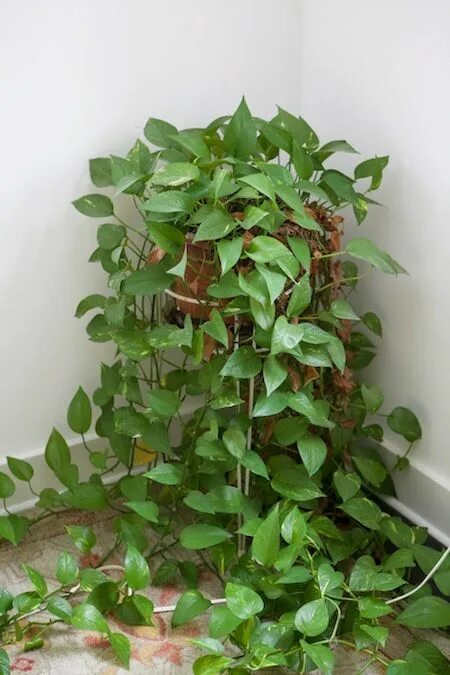 Плетистые комнатные растения с названиями и фото My Favorite Houseplant Hanging plants, House plants, Cool plants