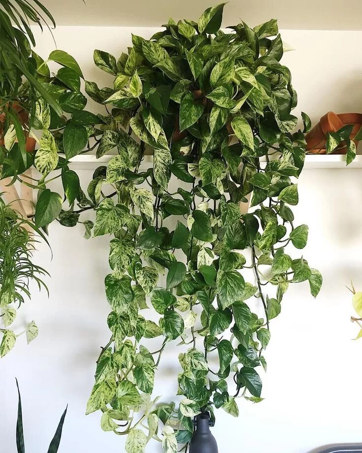 Плетистые комнатные растения с названиями и фото epipremnum aureum Marble Queen #pothos