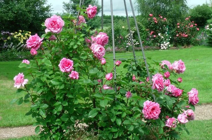 Плетистые розы бьенвеню фото Welcome' Rose Photo KORDES ROSES and THE OTHER ROSES Rose photos, Rose, Garden