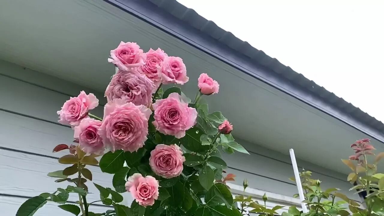 Плетистые розы бьенвеню фото HOA HỒNG NGOẠI BIENVENUE TẠI VƯỜN HỒNG LÁ GARDEN - YouTube