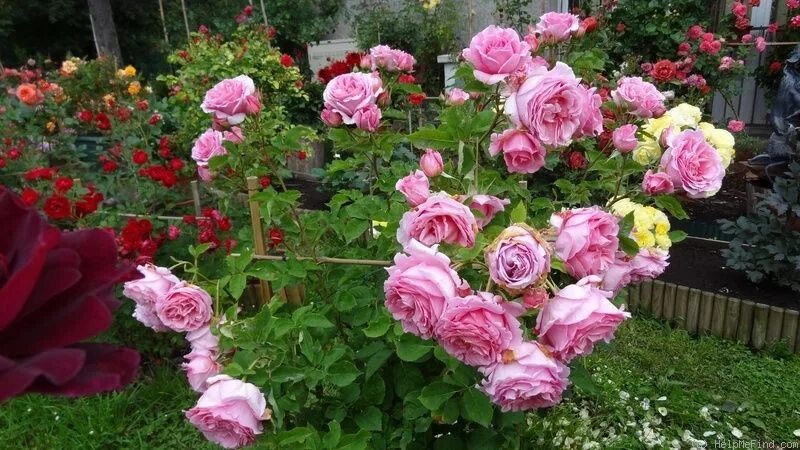 Плетистые розы бьенвеню фото Bienvenue (climber, Delbard 1999)' rose, click to enlarge Rose, Flower garden, F