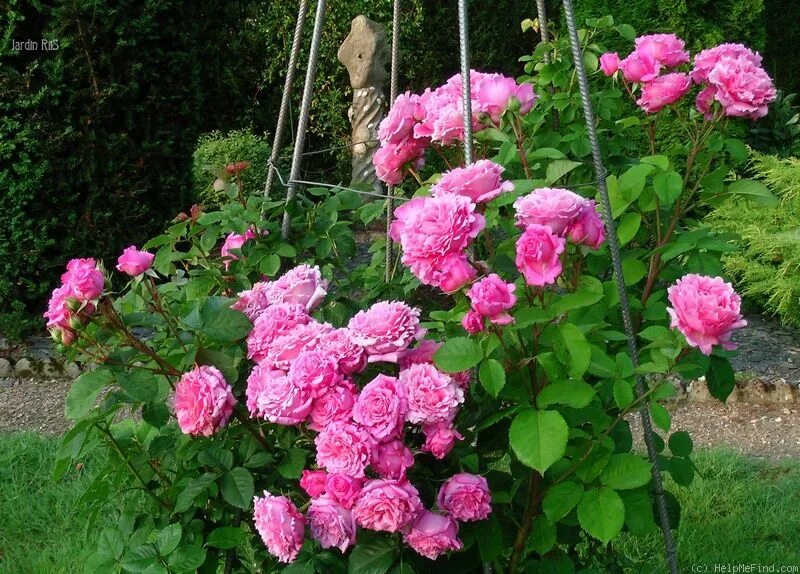 Плетистые розы бьенвеню фото Bienvenue ' Rose Photo Rose photos, Landscaping plants, Rose