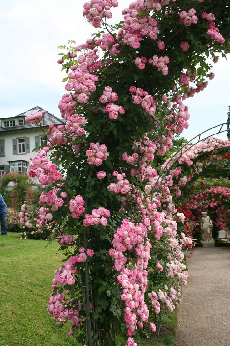 Плетистые розы фото с названиями rose-raubritter-im-grossen- Decorazioni giardino, Giardino, Decorazioni