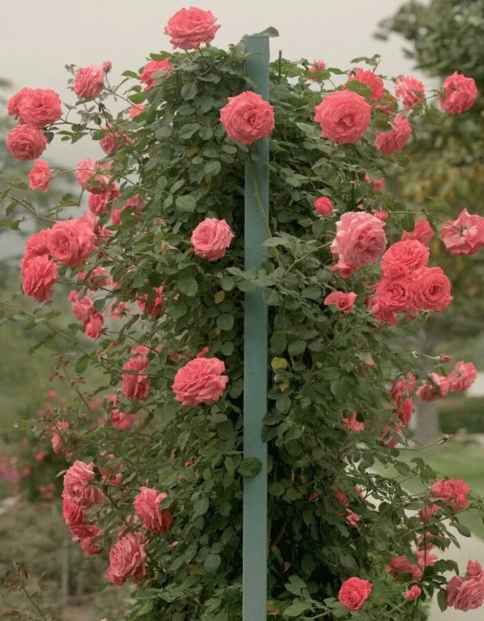 Плетистые розы фото с названиями America' climbing rose. Is this aka American Pillar rose? Garden projects, Garde