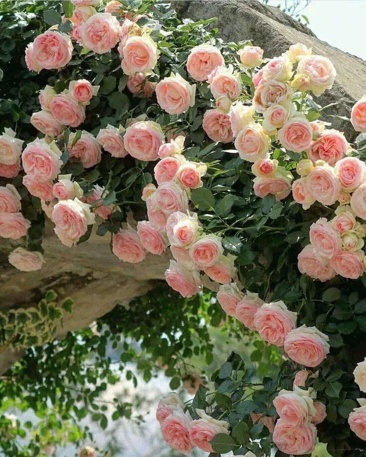 Плетистые розы фото с названиями Pin on Climbing Roses Rose garden design, Climbing flowers, Beautiful flowers