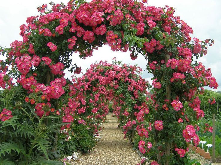 Плетистые розы розовые фото описание Bolte pentru trandafiri cataratori - modele si informatii practice Rose garden d