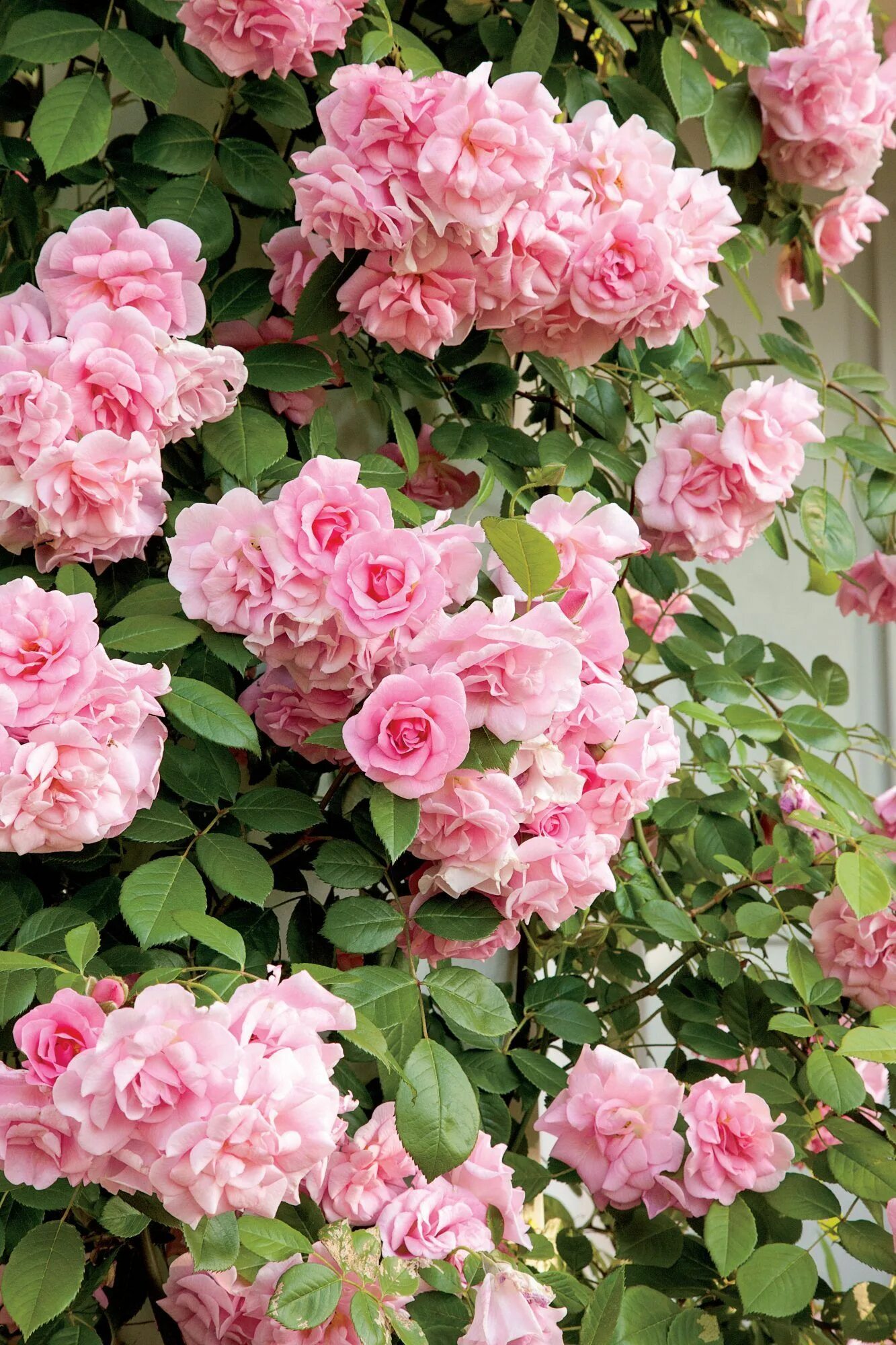 Плетистые розы розовые фото описание Our Favorite Climbing Roses Climbing roses trellis, Climbing flowers, Rose garde