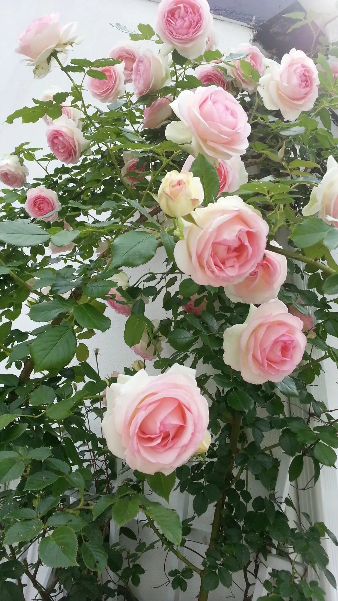 Плетистые розы розовые фото описание My Eden Rose... Beautiful rose flowers, Beautiful roses, Beautiful flowers