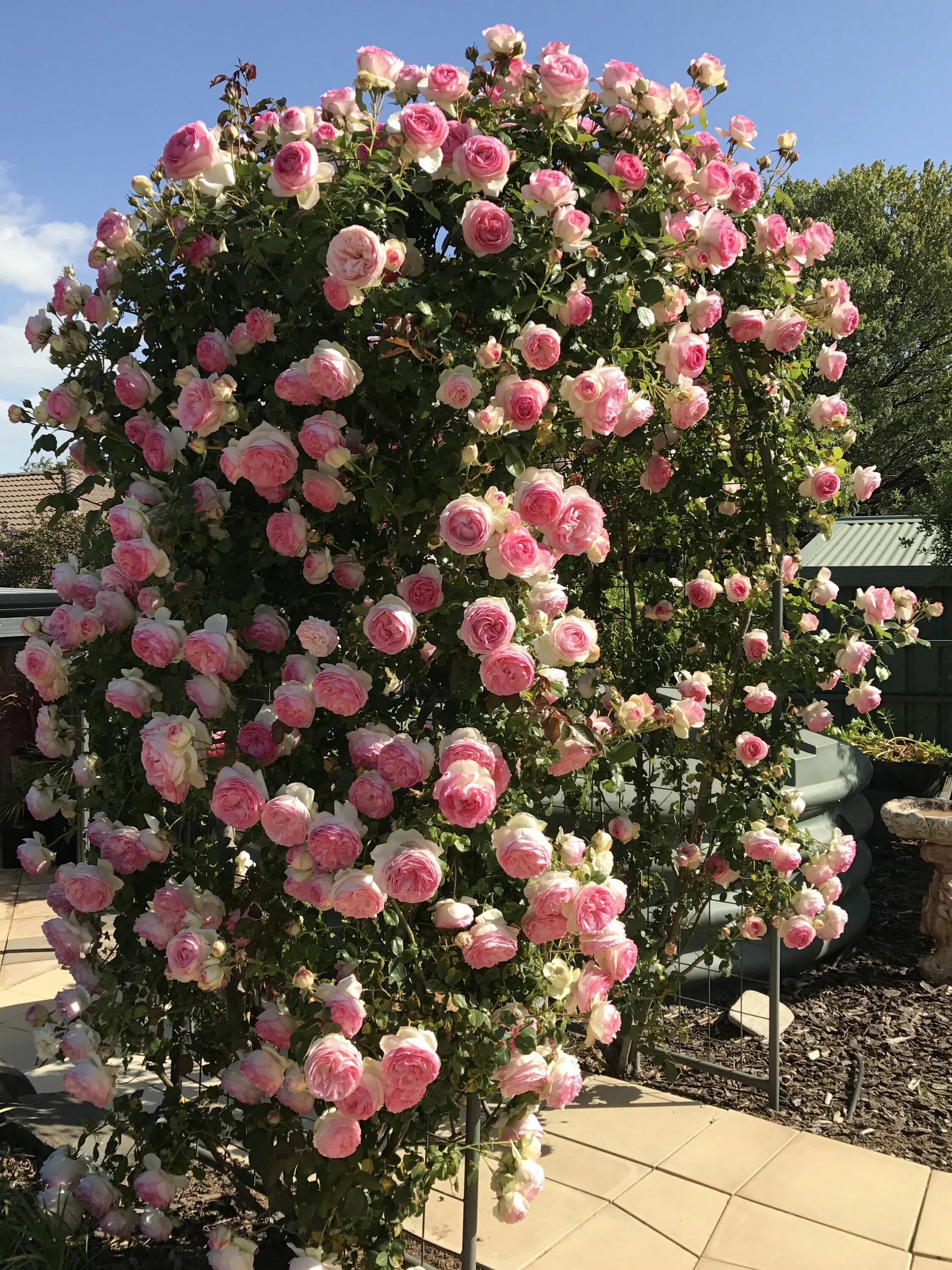 Плетистые розы розовые фото описание Pierre de Ronsard...archway Rose garden design, Beautiful flowers garden, Climbi